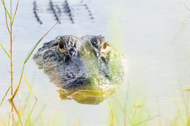 alligator peeking out of the water